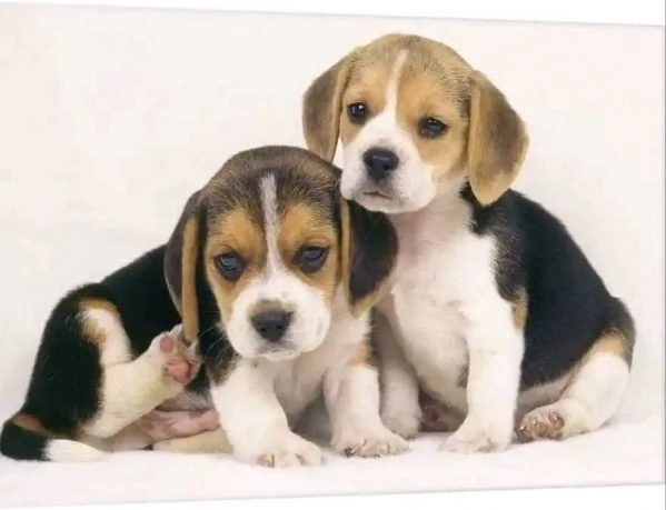 Beagle, maschi e femmine!!