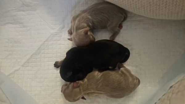 Cuccioli di Chihuahua con pedigree  | Foto 7