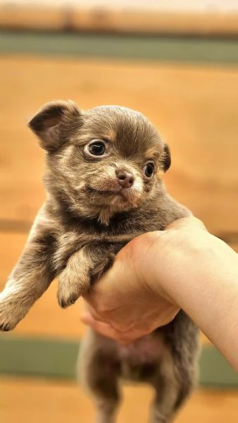 Cuccioli di Chihuahua con pedigree  | Foto 3