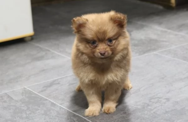 3 Cuccioli di Pomerania