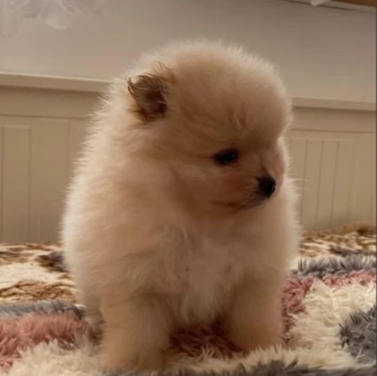 spitz cuccioli di pomerania toy