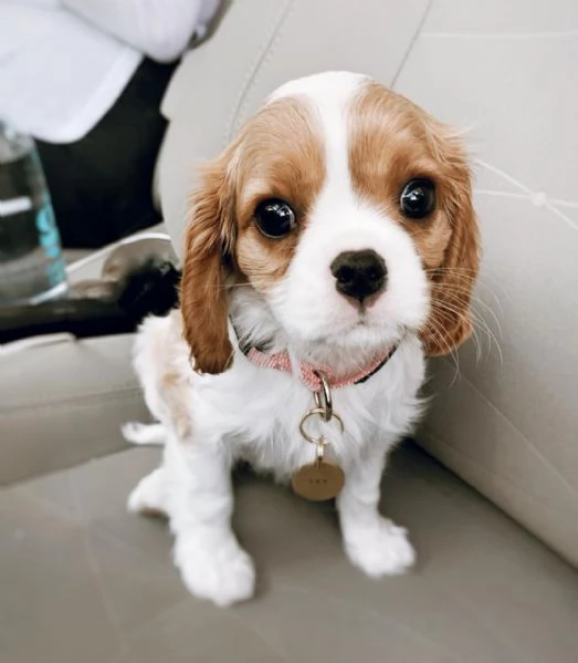 bellissimi cuccioli di cavalier king charles spaniel | Foto 5