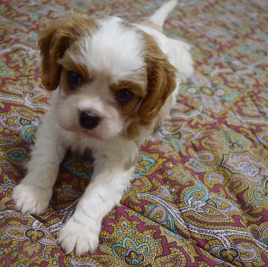 bellissimi cuccioli di cavalier king charles spaniel | Foto 2