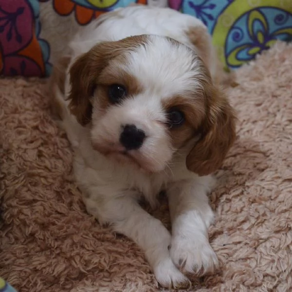 bellissimi cuccioli di cavalier king charles spaniel | Foto 1