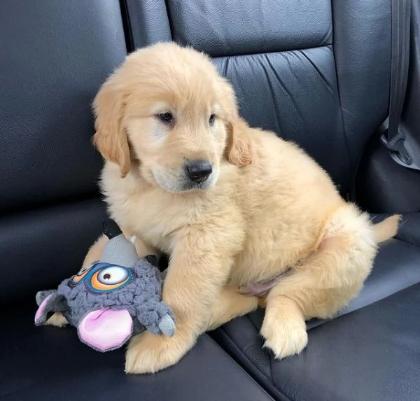 Cuccioli di Golden Retriever maschi e femmine | Foto 2