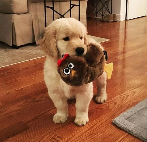 Cuccioli di Golden Retriever maschi e femmine | Foto 0