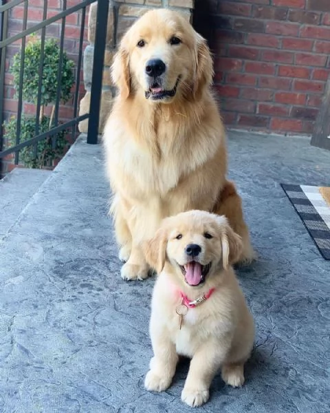 Cuccioli di Golden Retriever maschi e femmine