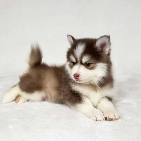 Bellissimi cuccioli di Pomsky di taglia giocattolo | Foto 6