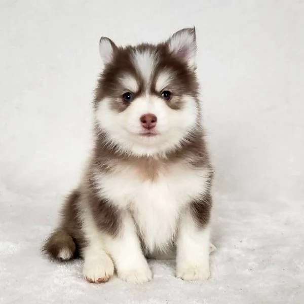 Bellissimi cuccioli di Pomsky di taglia giocattolo | Foto 5