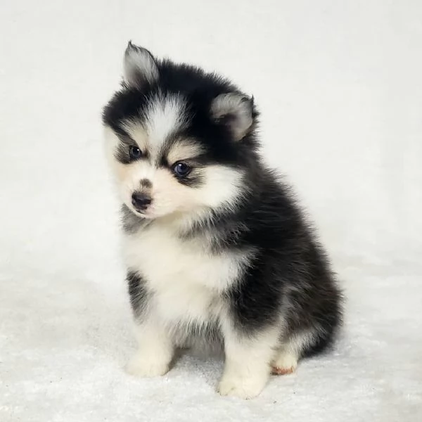 Bellissimi cuccioli di Pomsky di taglia giocattolo | Foto 4