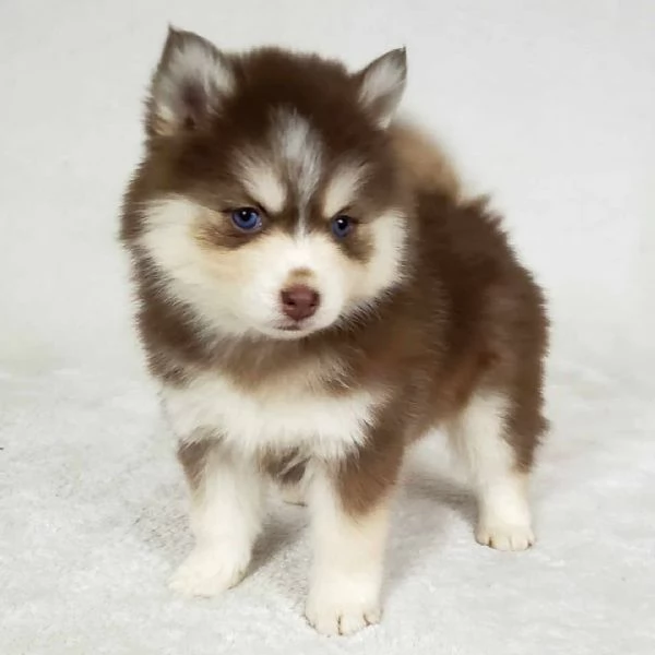 Bellissimi cuccioli di Pomsky di taglia giocattolo | Foto 1