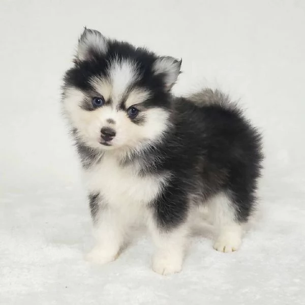 Bellissimi cuccioli di Pomsky di taglia giocattolo