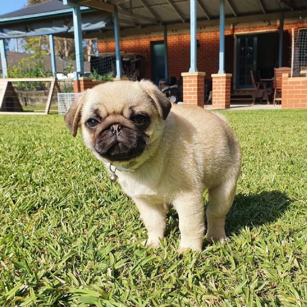 Cuccioli di carlino nero e fulvo in vendita | Foto 3