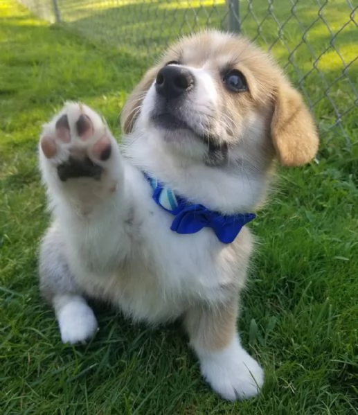 Cuccioli di Pembroke Welsh Corgi maschi e femmine  | Foto 3