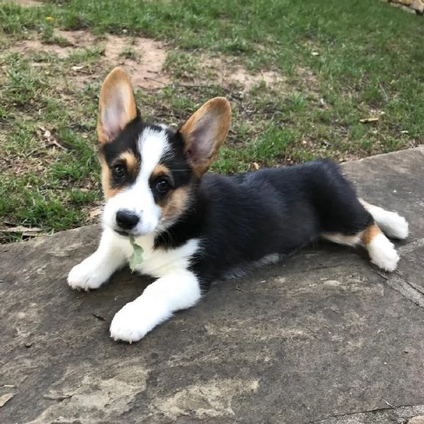 Cuccioli di Pembroke Welsh Corgi maschi e femmine  | Foto 2