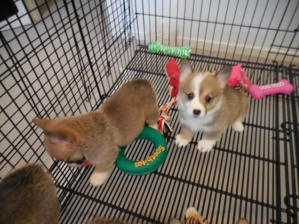 Cuccioli di Pembroke Welsh Corgi maschi e femmine 