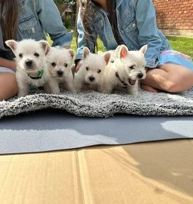 bellissimi cuccioli di West Highland Terrier pronti per partire | Foto 1