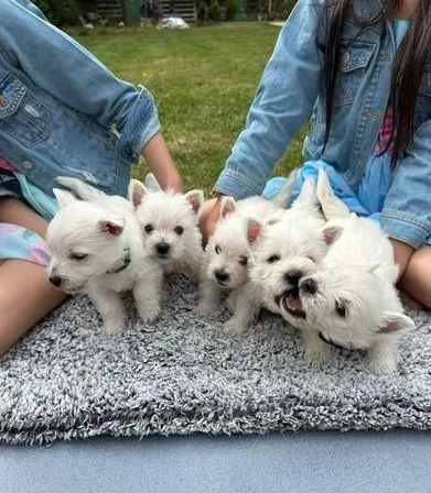 bellissimi cuccioli di West Highland Terrier pronti per partire | Foto 0