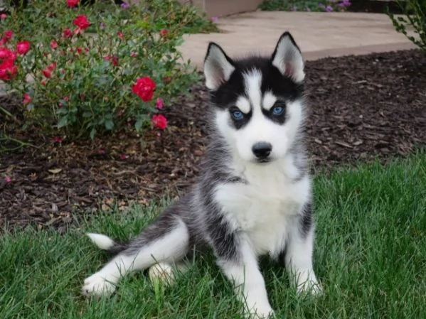 Cuccioli di husky siberiano pronti ora | Foto 5