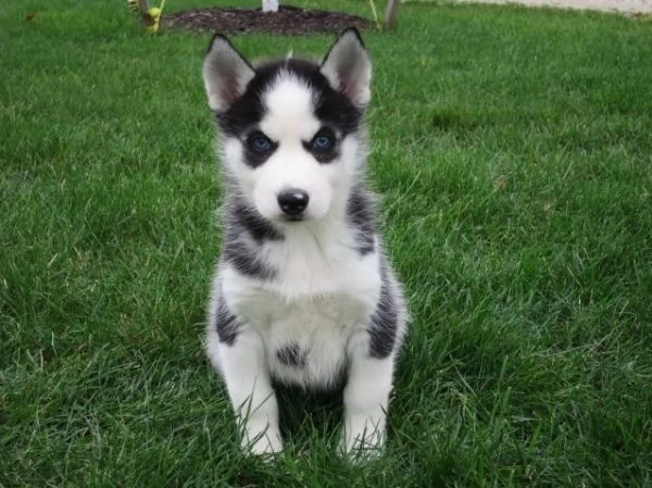 Cuccioli di husky siberiano pronti ora | Foto 4