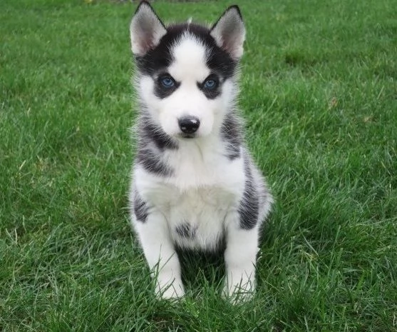 Cuccioli di husky siberiano pronti ora | Foto 2