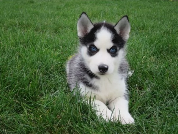 Cuccioli di husky siberiano pronti ora | Foto 0