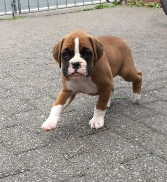 Cuccioli di boxer in vendita | Foto 2