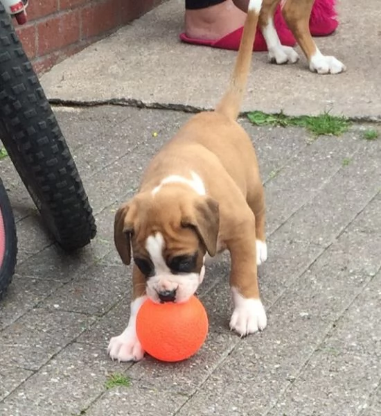 Cuccioli di boxer in vendita | Foto 0