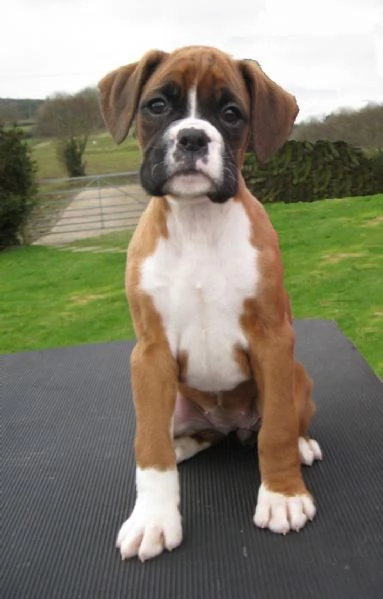 Cuccioli di boxer in vendita