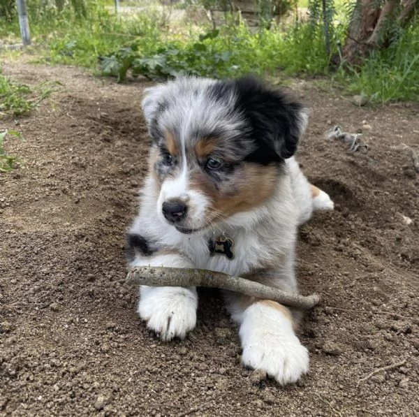 Cuccioli di pastore australiano in cerca di adozione | Foto 5