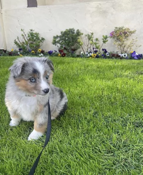 Cuccioli di pastore australiano in cerca di adozione | Foto 1