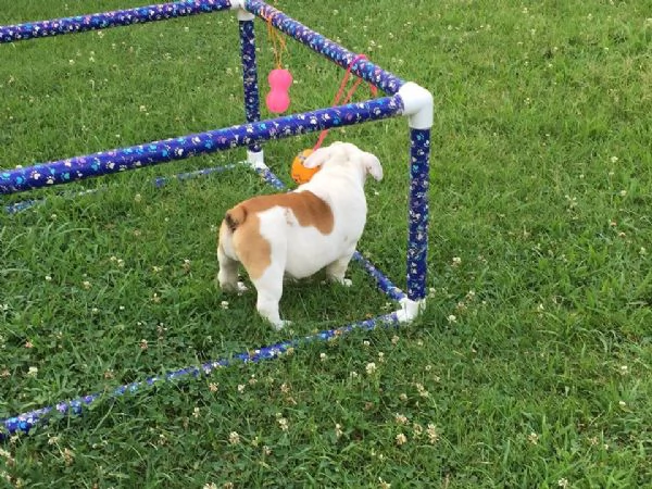 Cuccioli di Bull Terrier inglese in vendita