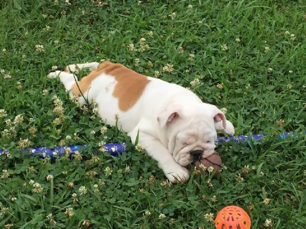 Cuccioli di Bull Terrier inglese in vendita | Foto 3