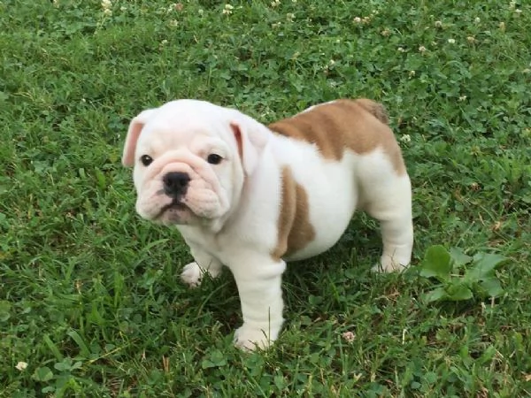 Cuccioli di Bull Terrier inglese in vendita | Foto 1