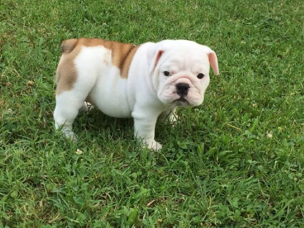 Cuccioli di Bull Terrier inglese in vendita | Foto 0