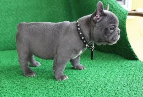 cuccioli di bulldog francese maschi e femmine | Foto 3