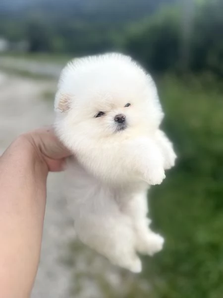 Spitz tedesco Nano ( Pomerania)