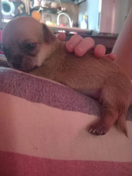 Chihuahua femminuccia | Foto 0