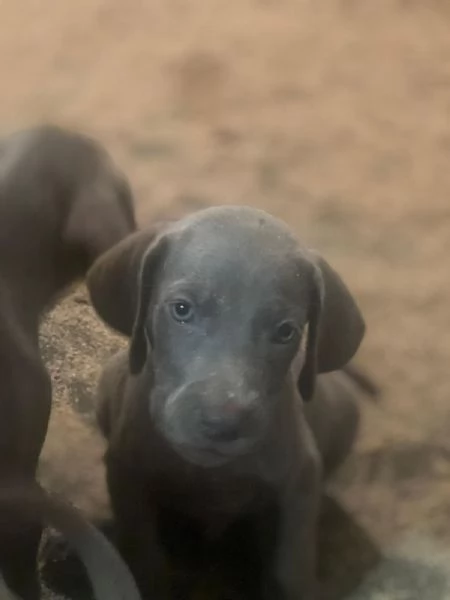 Vendesi cuccioli di weimaraner 