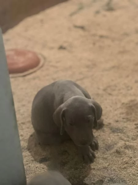 Vendesi cuccioli di weimaraner  | Foto 5