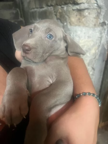 Vendesi cuccioli di weimaraner  | Foto 2