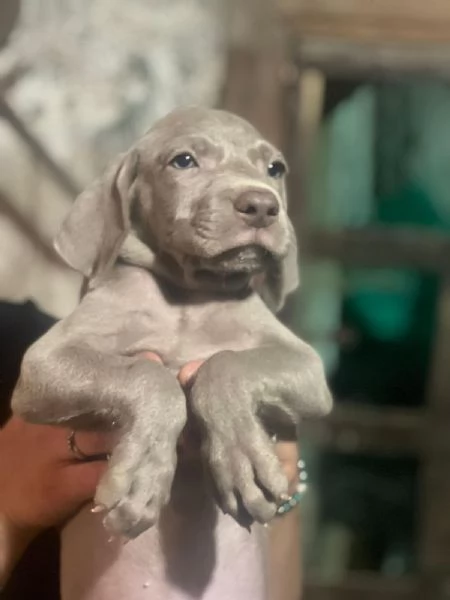 Vendesi cuccioli di weimaraner  | Foto 0