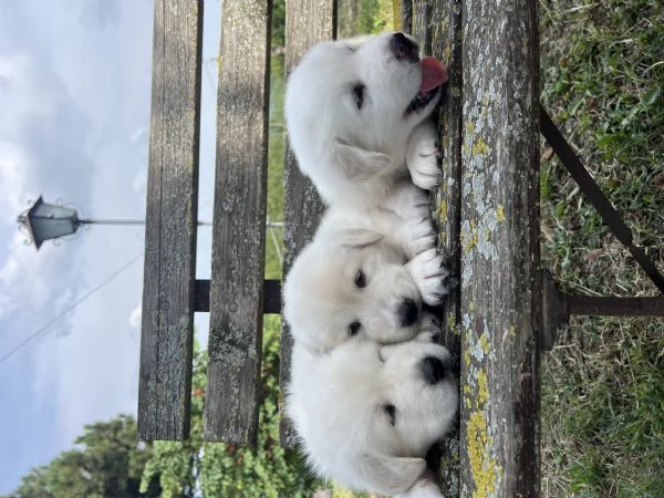 Cucciolo pastore maremmano  | Foto 1