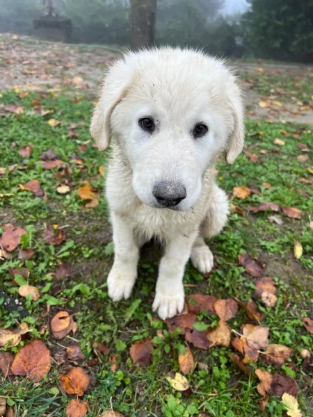 CUCCIOLI PASTORE MAREMMANO | Foto 5