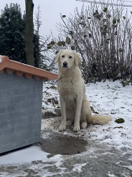 CUCCIOLI PASTORE MAREMMANO | Foto 4