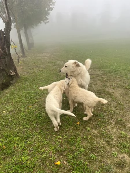 CUCCIOLI PASTORE MAREMMANO | Foto 3