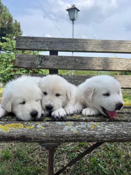 CUCCIOLI PASTORE MAREMMANO | Foto 1