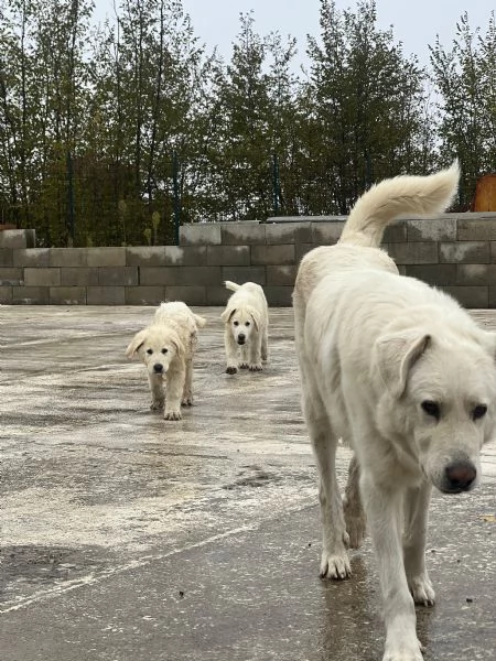 CUCCIOLI PASTORE MAREMMANO | Foto 0