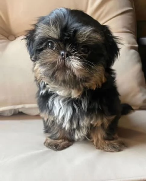 Regalo Bellissimi cuccioli allevati Shih-tzu, colore bianco e nero. Due e una feminuccia Maschietti.