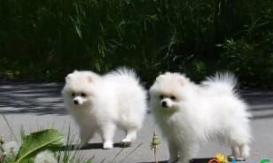 REGALO MICRO POMERANIA TOY CUCCIOLI DISPONIBLE PER L'ADOZIONE